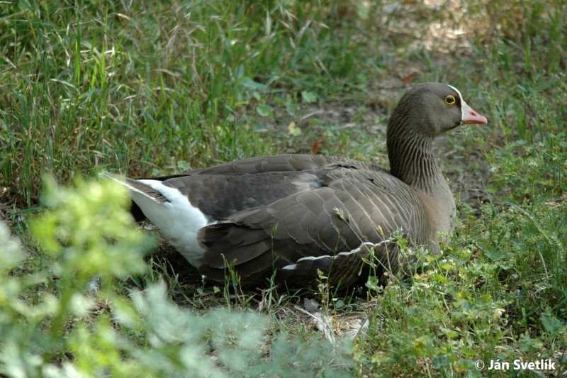 Image of The Lesser White-fronted Goose (Anser erythropus) sitting in the grass