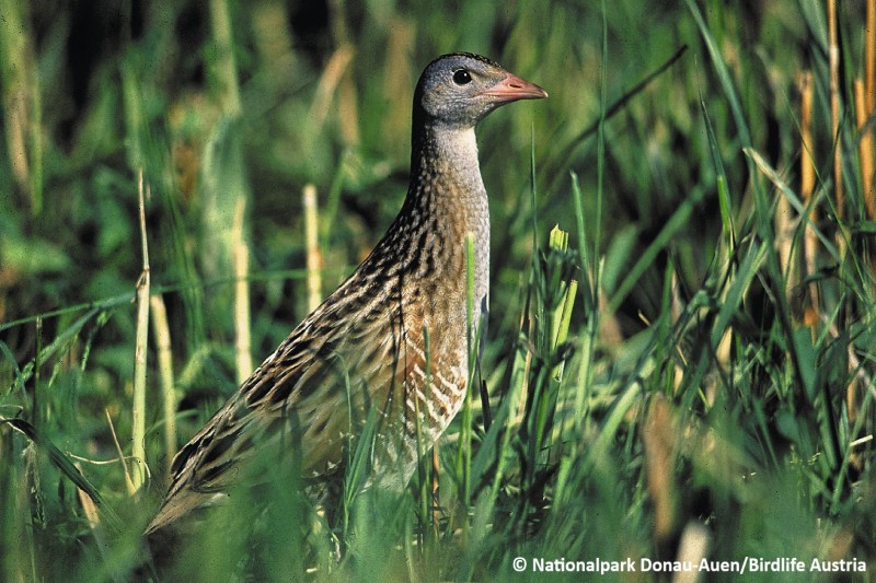 Image of The Corn Crake (Crex crex) standing in the grass