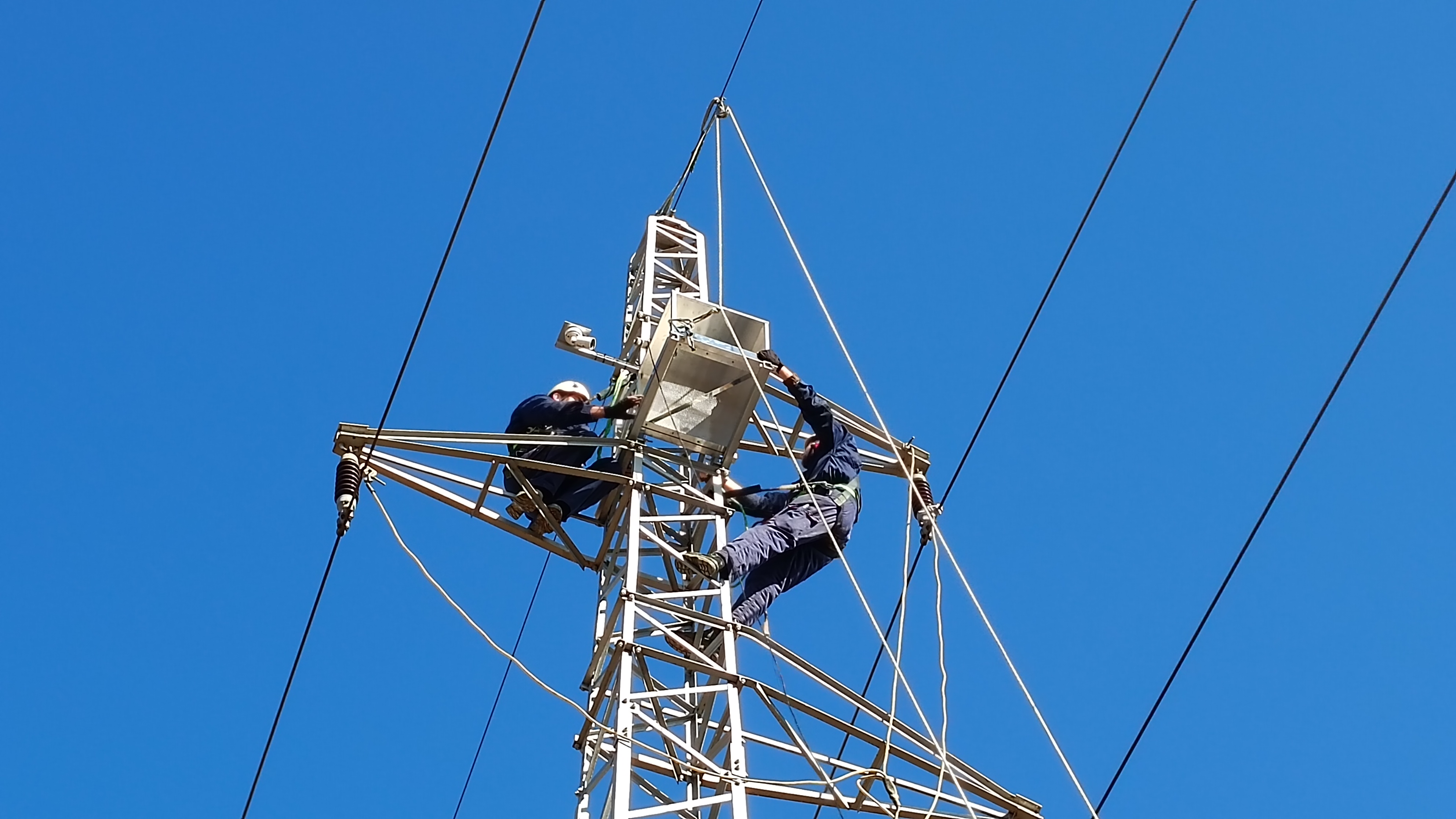 U HRVATSKOJ SU POSTAVLJENA TRI UMJETNA GNIJEZDA ZA STEPSKOG SOKOLA 