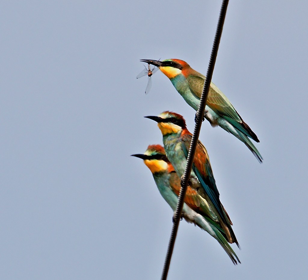 WORLD MIGRATORY BIRD DAY 2022