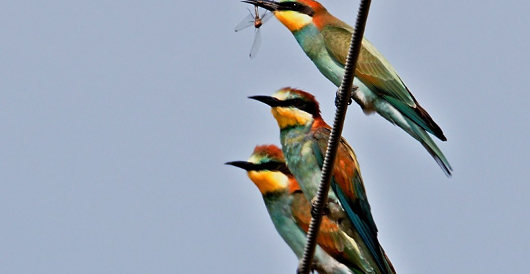 WORLD MIGRATORY BIRD DAY 2022