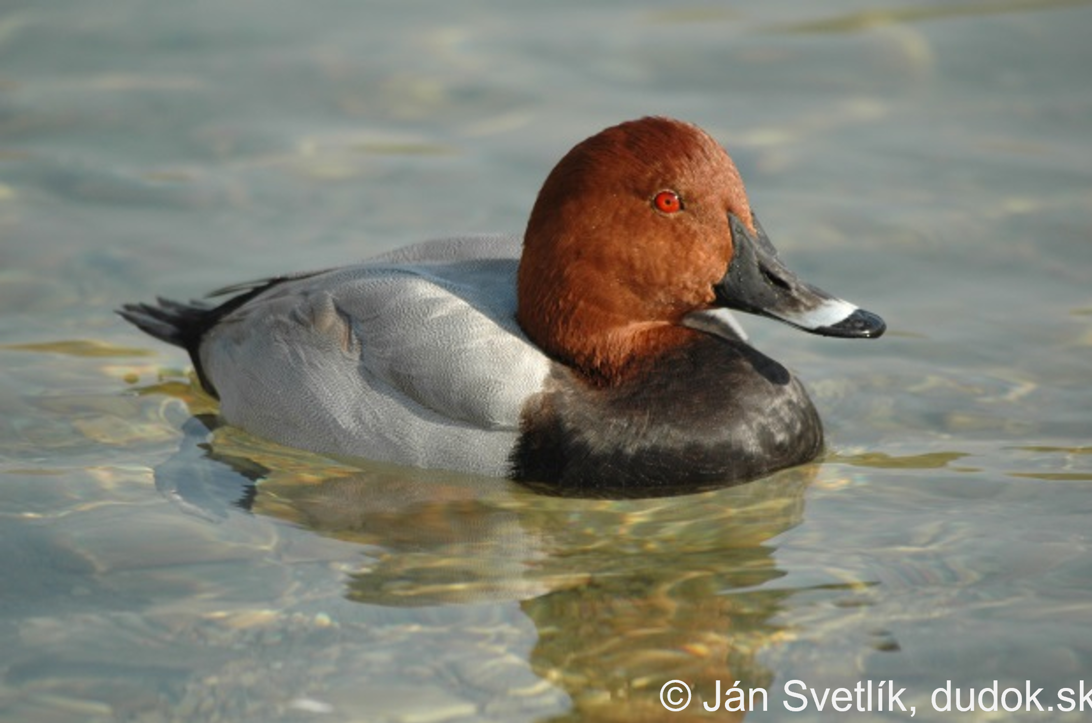 ON SATURDAY 28.1.2023 WE WILL OBSERVE THE WINTER GUESTS ON THE DANUBE RIVER