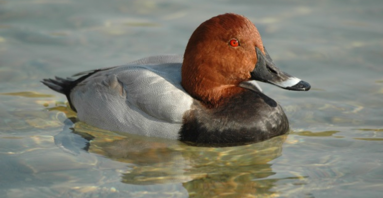 ON SATURDAY 28.1.2023 WE WILL OBSERVE THE WINTER GUESTS ON THE DANUBE RIVER