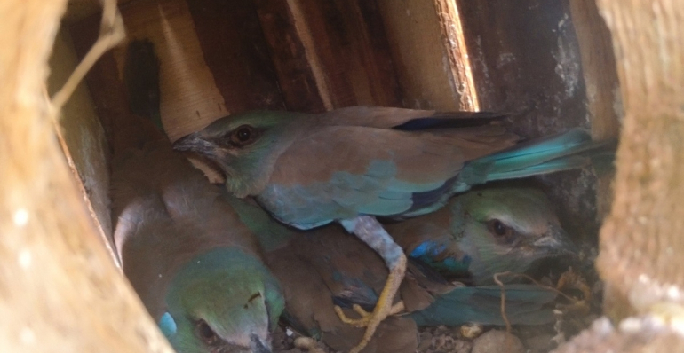 24 NEST BOXES OCCUPIED BY ROLLERS THIS YEAR IN NORTHERN BULGARIA