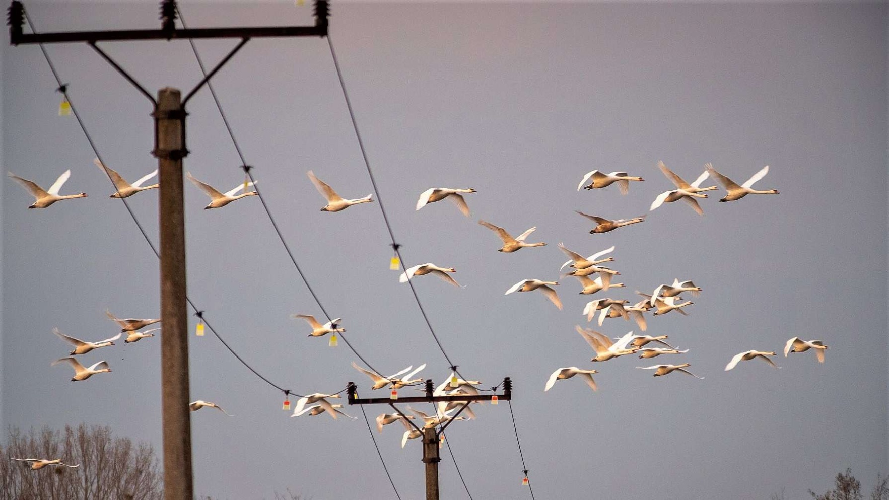 LIFE DANUBE FREE SKY RECEIVES THE IENE PROJECT AWARD 2026