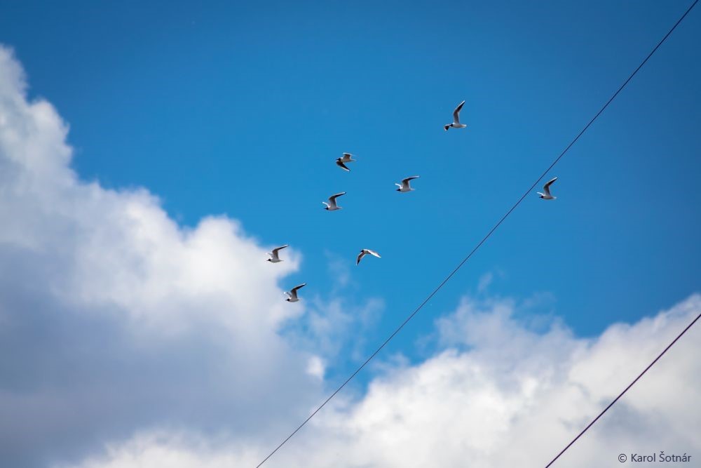 Birds flying over power lines