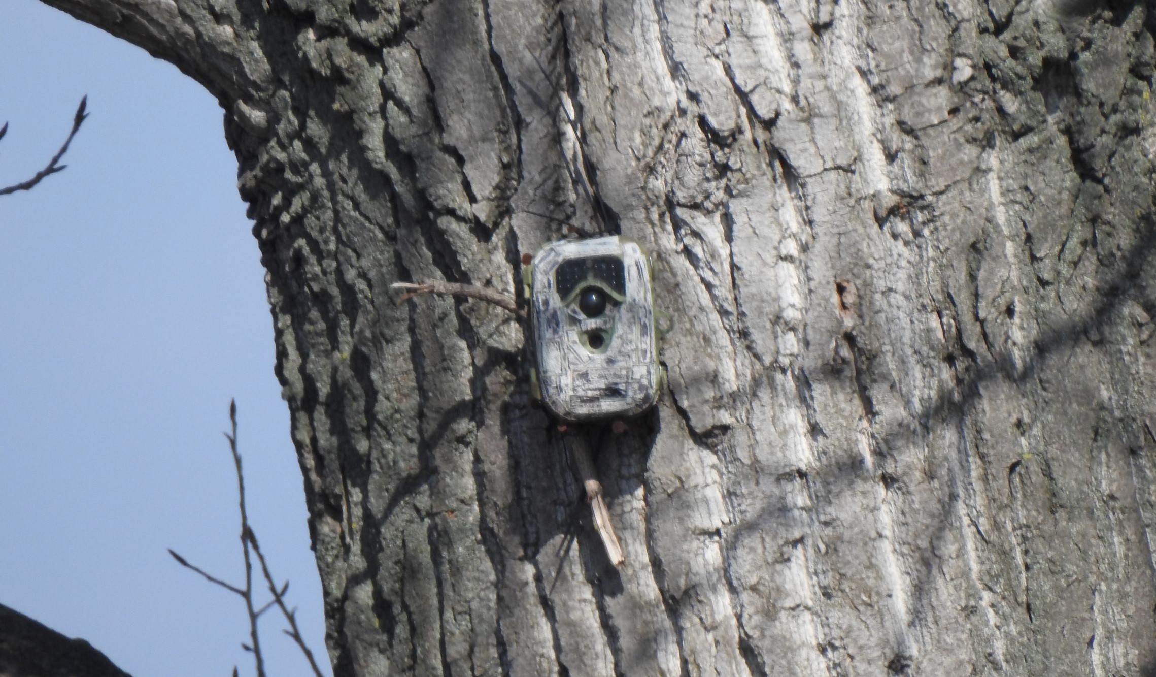 Illustration image of the Monitoring project actions - photo trap installed on the tree to monitor the birds nearby