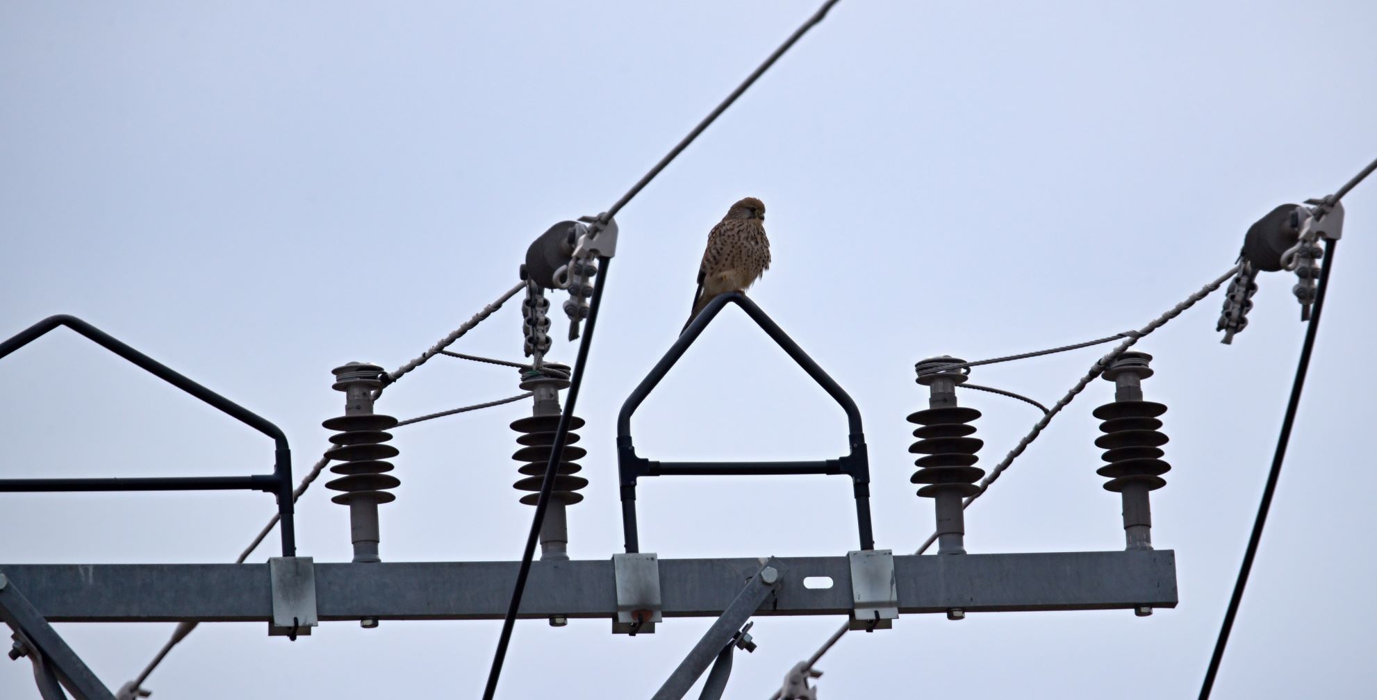 Illustration image of the Preventing electrocution project actions - Falcon sitting on the utility pole insulation equipment 