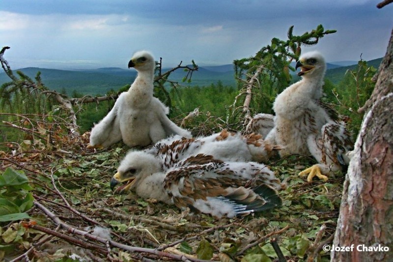 Illustration picture of the Project Objectives website section - the Eagle juveniles in the nest