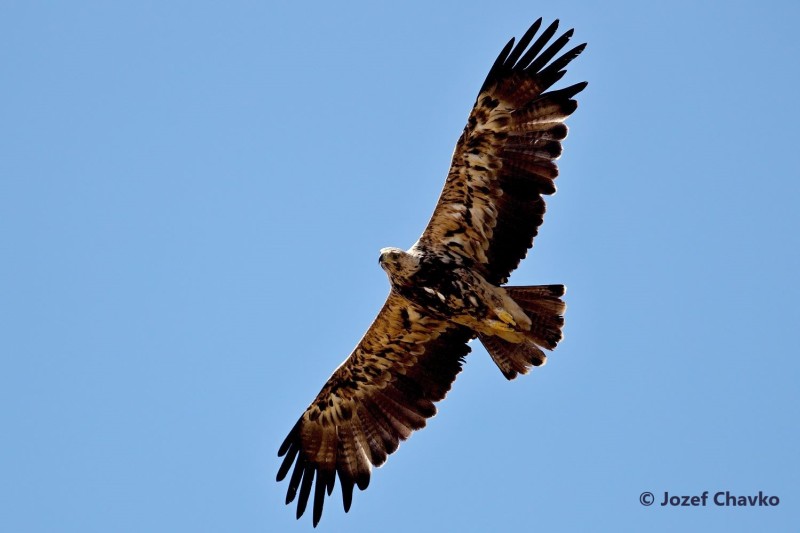 Illustration picture of the Target Species website section - The Imperial Eagle flying with the sky in the background