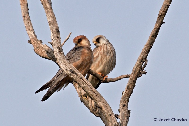 Illustration picture of the Project Partners website section - The pair of Red-footed Falcons sitting on the branch