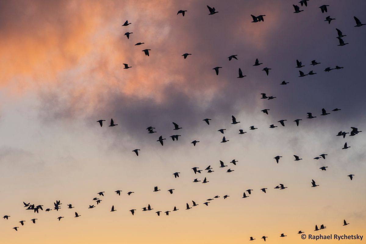 Flying birds with the sunset in the background