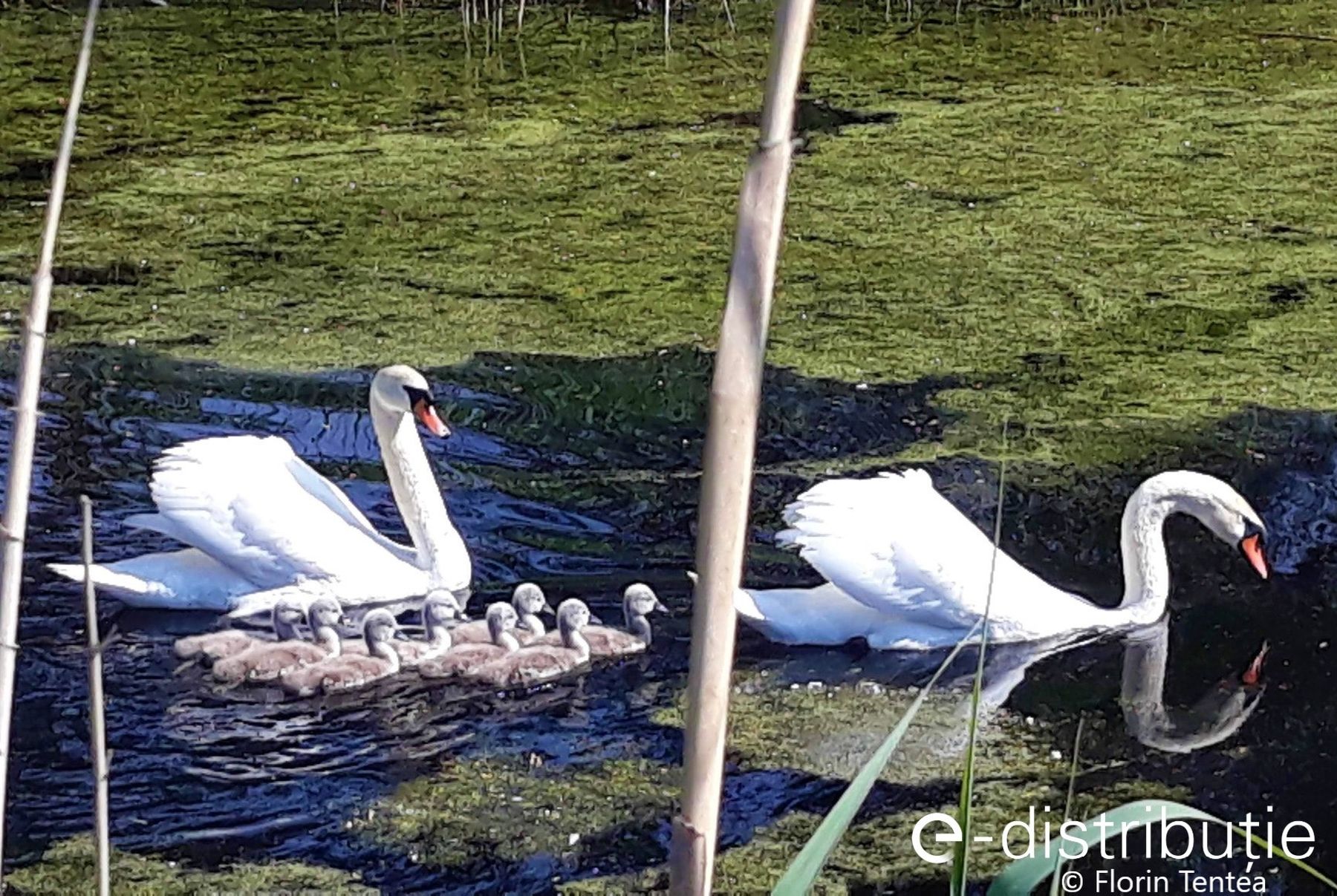 The swan family 