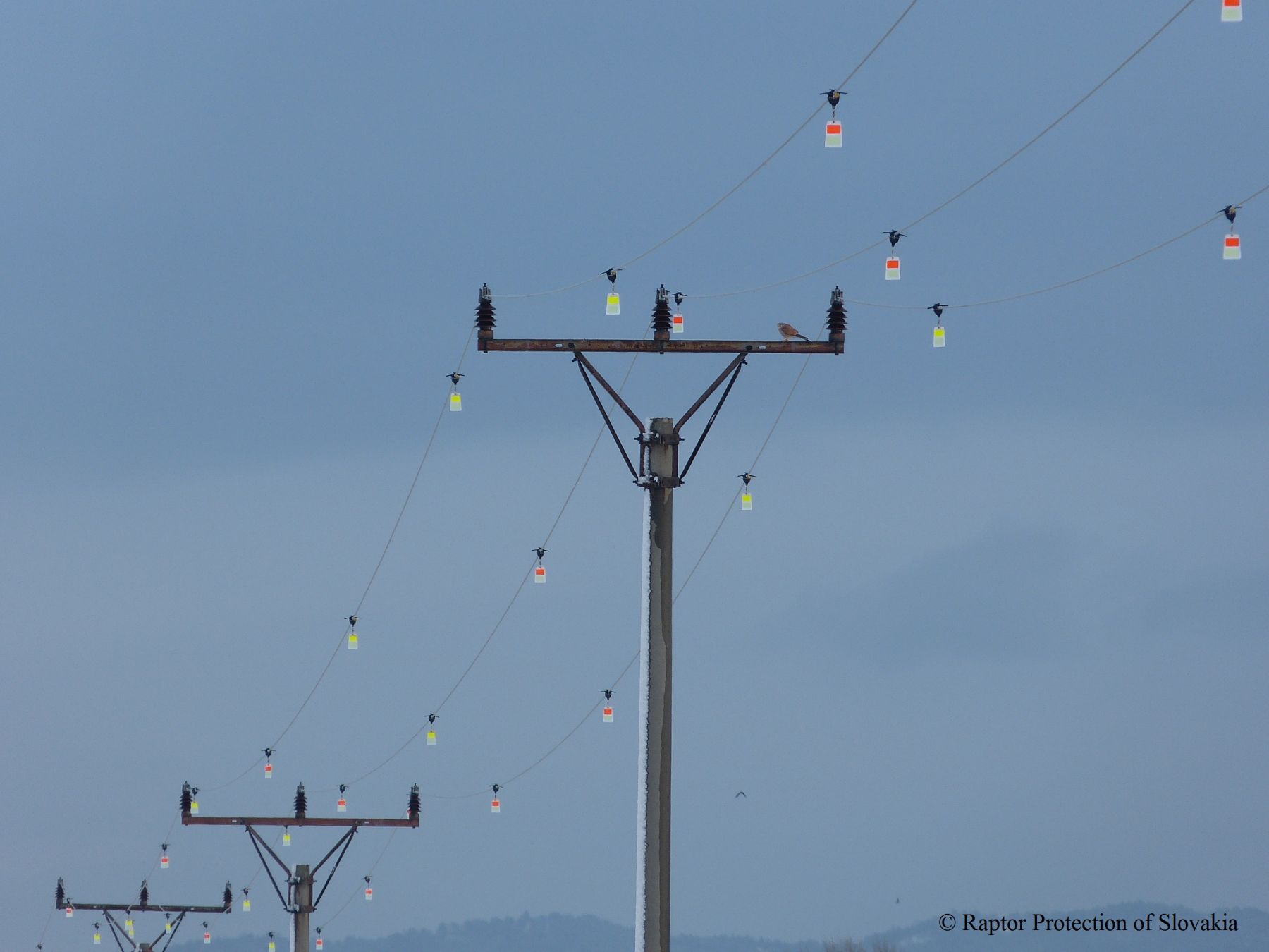 Power lines with firefly flight diverters installed, with a small bird sitting on the utility pole