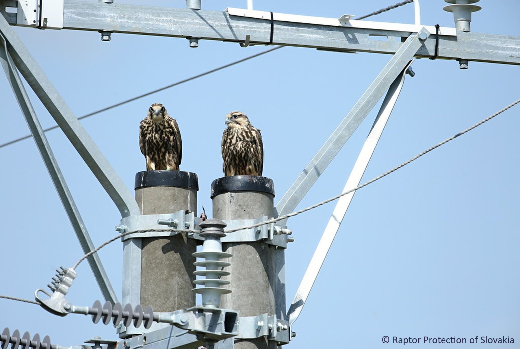 Pair of falcons sitting on the dangerous utility poles