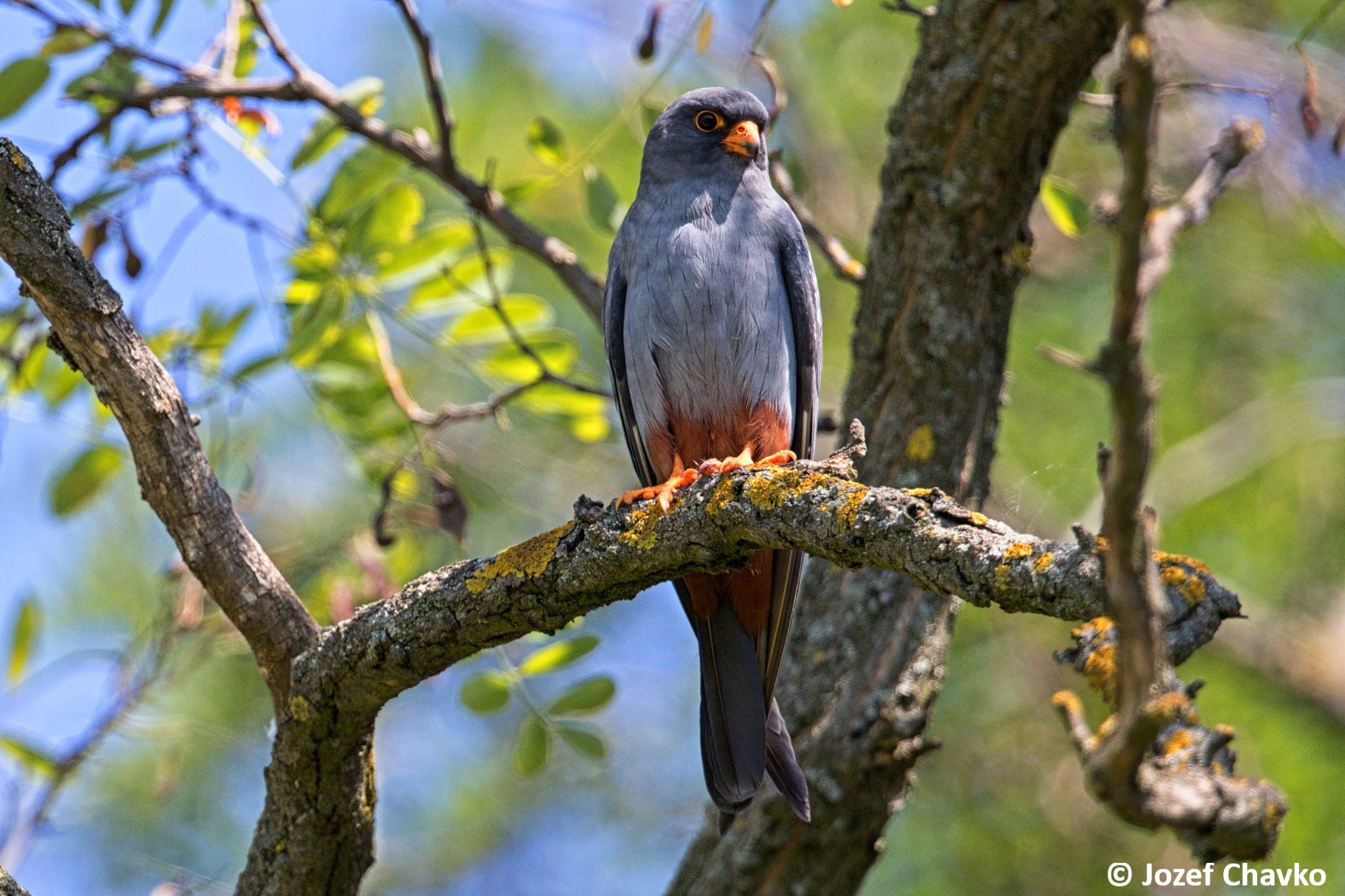 Image of The Red-footed Falcon (Falco vespertinus) sitting on the branch