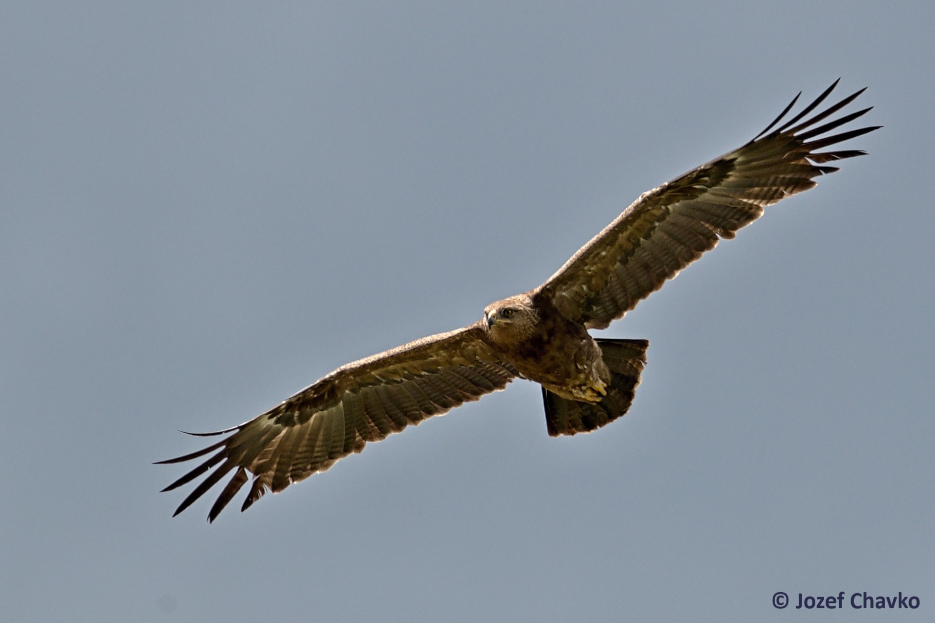 Picture of the flying Lesser Spotted Eagle - Clanga pomarina with the blue sky in the background