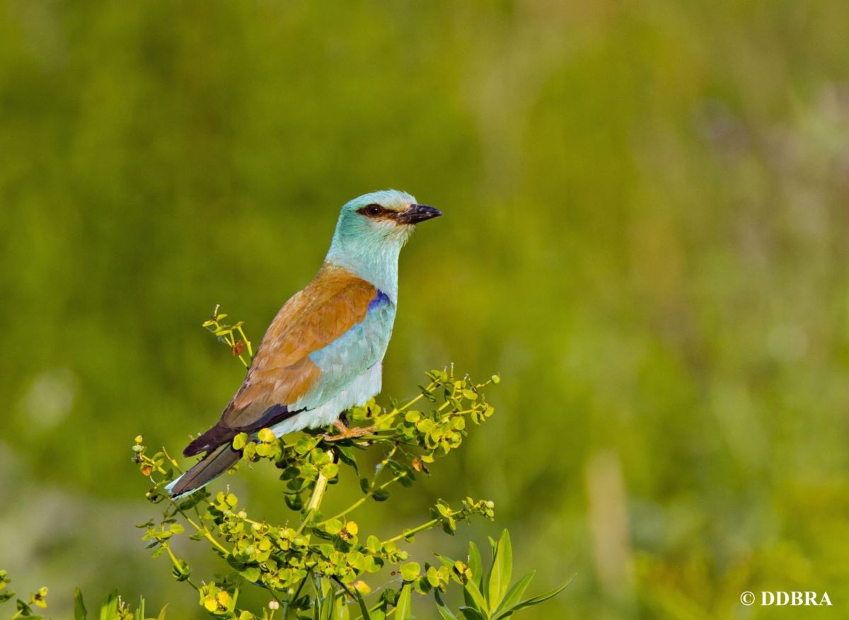 Picture of the European Roller - Coracias garrulus sitting on the branch