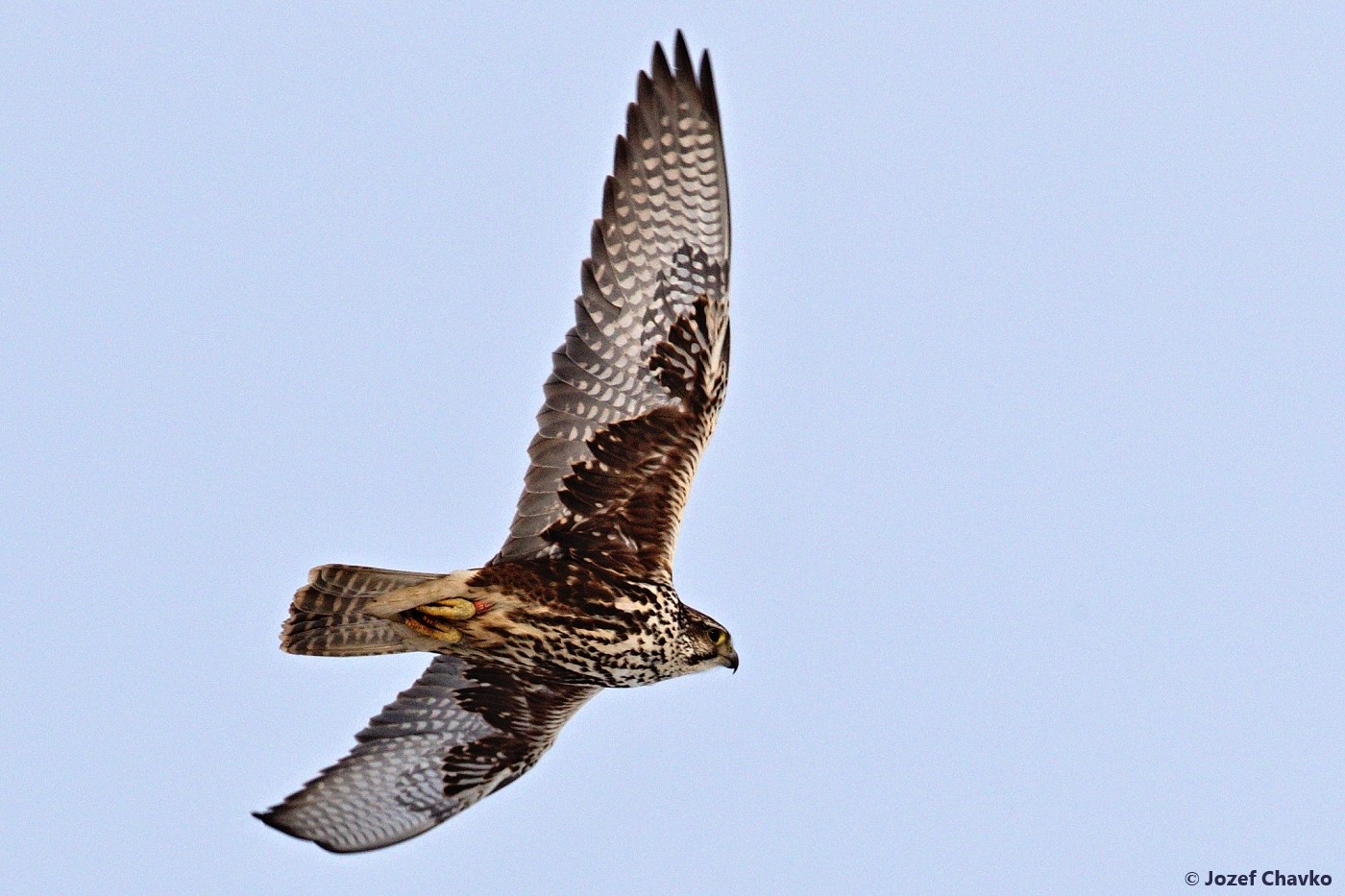Picture of the flying Saker Falcon - Falco cherrug with the blue sky in the background