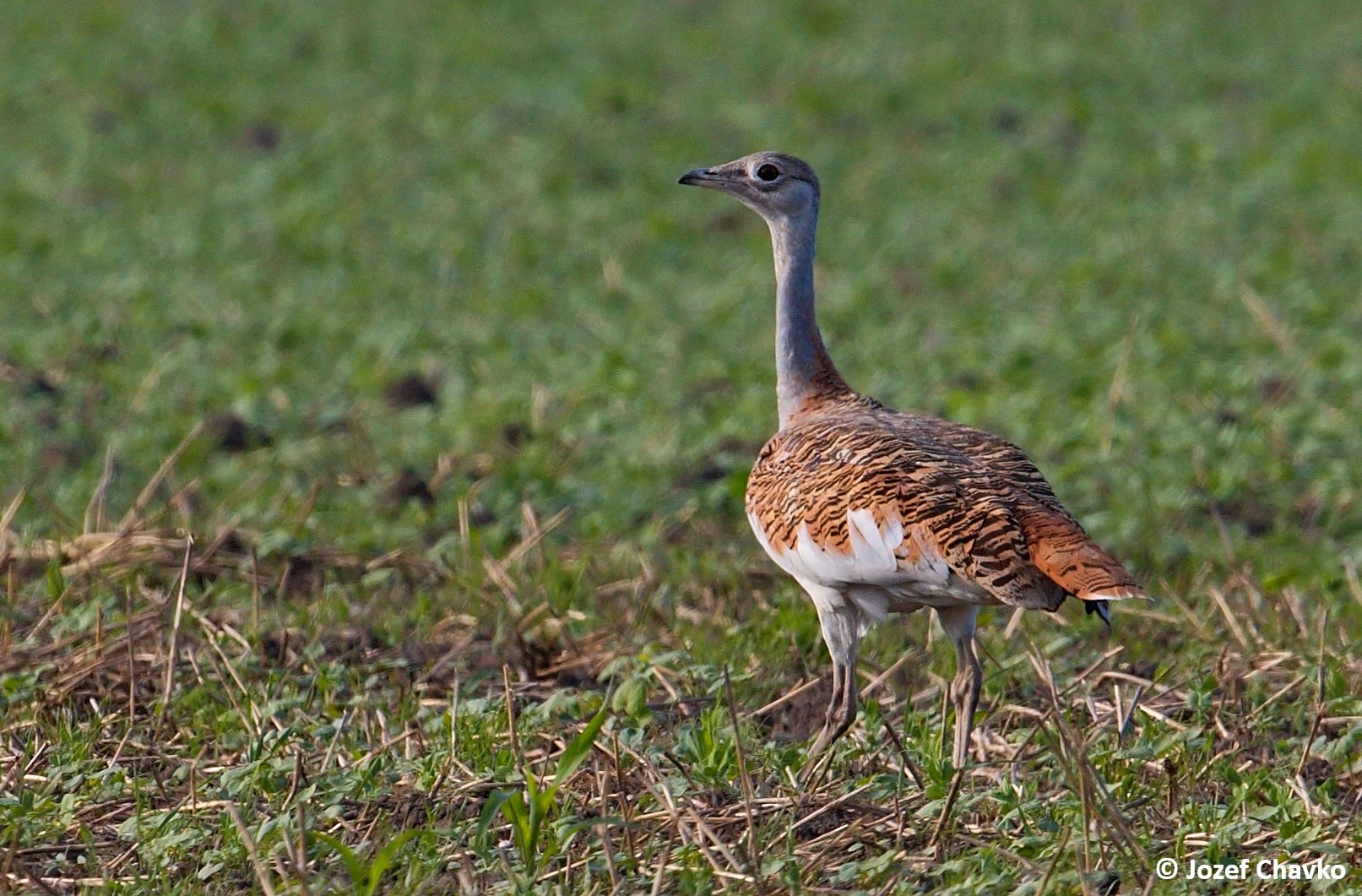 Image of The Great Bustard (Otis tarda) walking in the grass