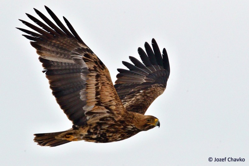 Image of The Imperial Eagle (Aquila heliaca) flying with the sky in the background