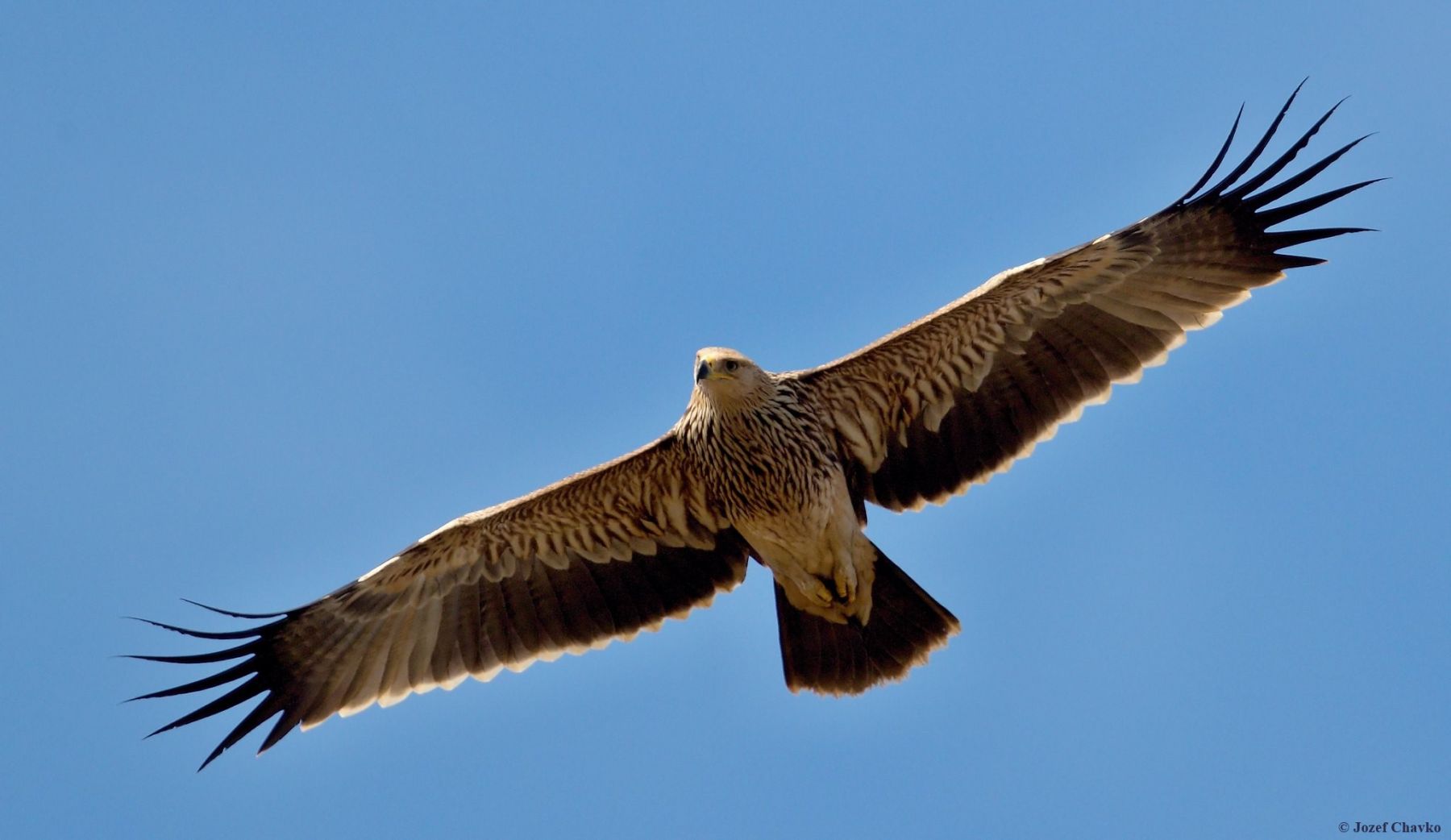 Picture of the flying Imperial Eagle - Aquila heliaca with the blue sky in the background
