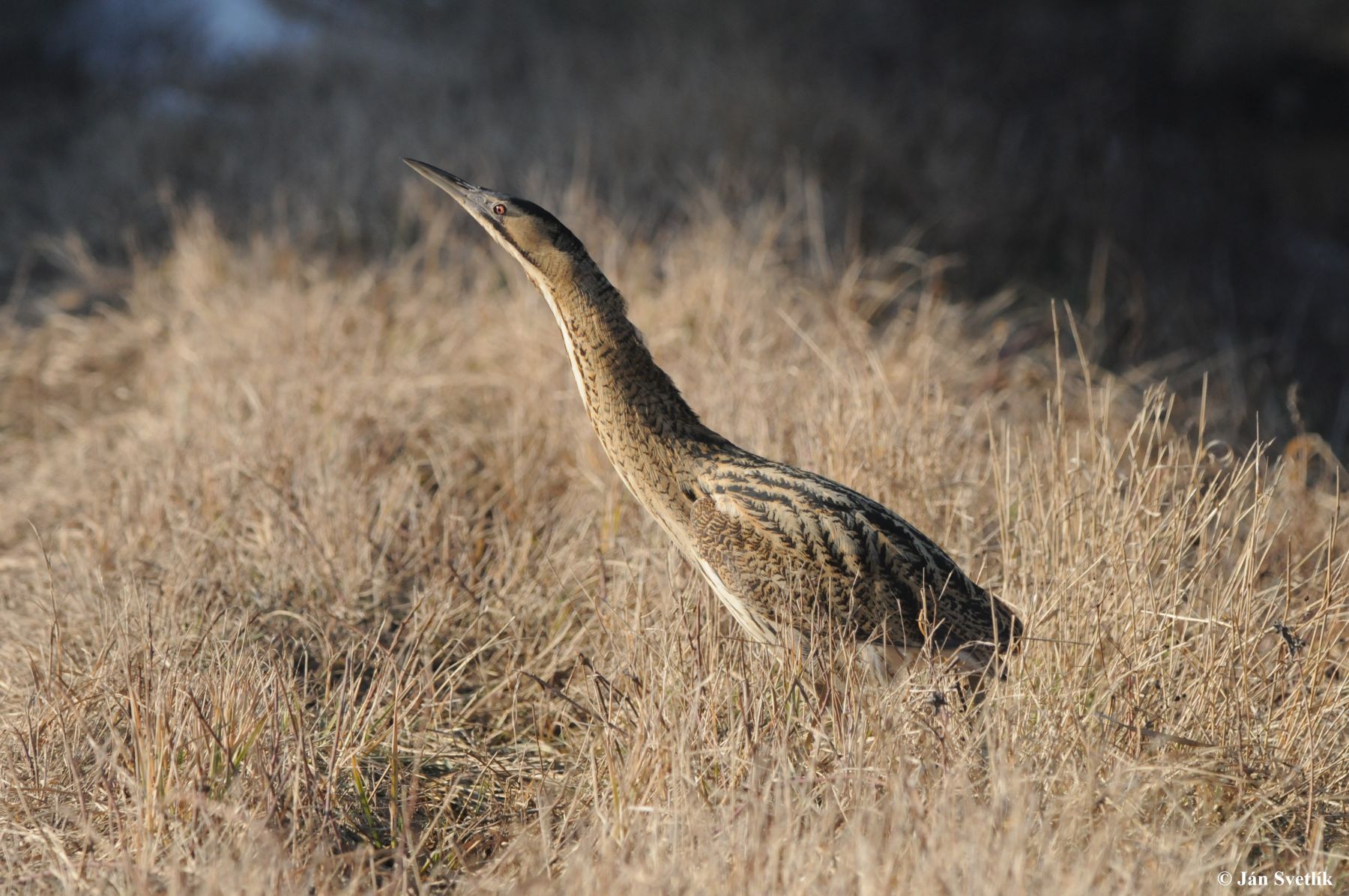 Picture of The Great Bittern - botaurus stellaris sitting in the grass