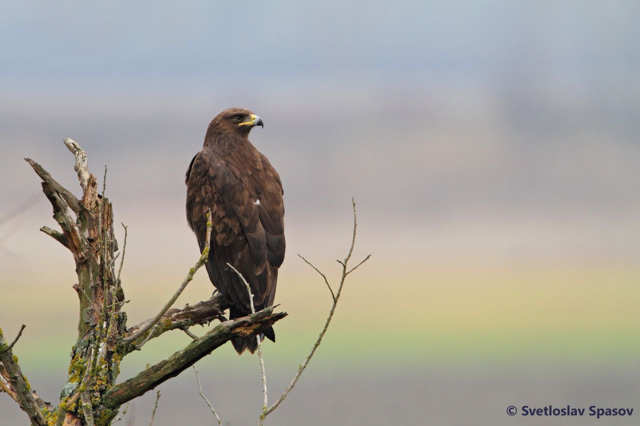 Picture of the Greater Spotted Eagle - Clanga clanga sitting on the branch