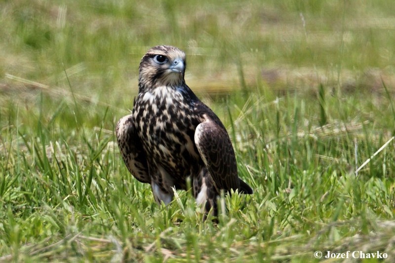 Image of The Saker Falcon (Falco cherrug) standing in the grass
