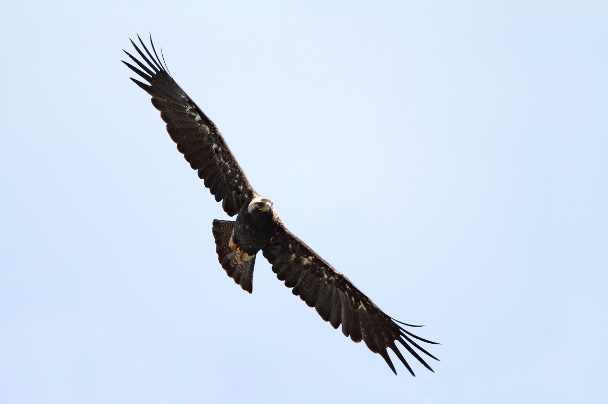 Imperial Eagle flying, Svetoslav Spasov