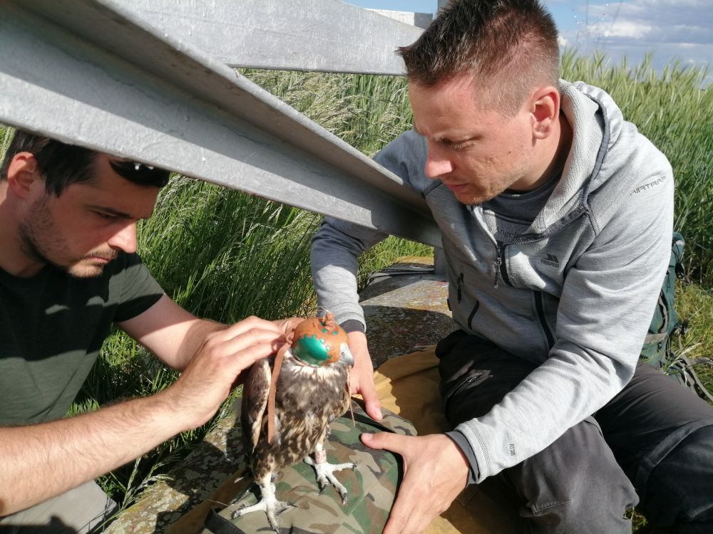 The Saker Falcon being tagged with the satellite transmitter